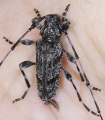 Acanthocinus obliquus