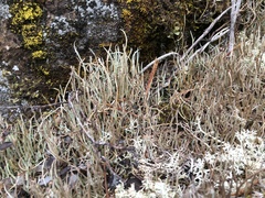 Cladonia ecmocyna