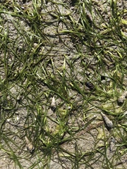Zostera japonica