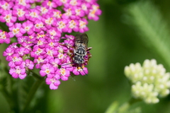 Triepeolus subnitens