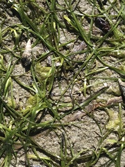 Zostera japonica