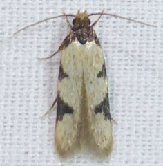 Taygete decemmaculella