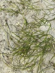 Zostera japonica