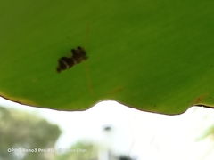 Lophopinae