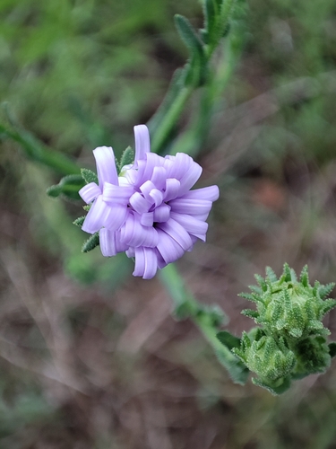 Mexican tansyaster (Psilactis gentryi)