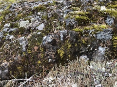 Arthrorhaphis citrinella