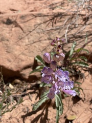 Penstemon laevis