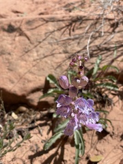 Penstemon laevis