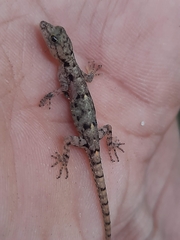 Cnemaspis goaensis