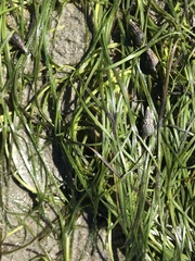 Zostera japonica