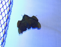 Stolidoptera tachasara image