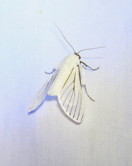 Polygrammodes quatrilis