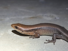 Eutropis macularia
