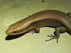 Eutropis macularia