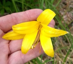 Lilium parryi