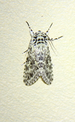Lichnoptera pollux