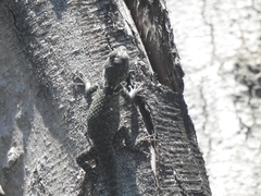 Sceloporus torquatus