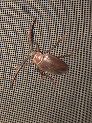 Prionus californicus