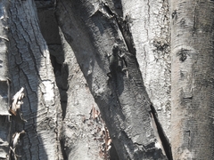 Sceloporus torquatus