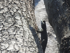 Sceloporus torquatus