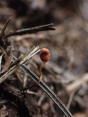 Marasmius croceus