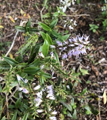 Veronica adamsii
