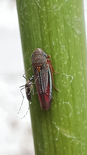 Yellow Fever Mosquito (Aedes aegypti)