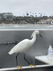 Egretta thula