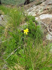 Lilium parryi