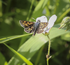 Carterocephalus palaemon
