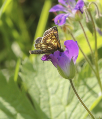 Carterocephalus palaemon
