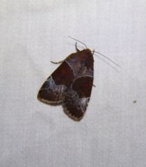 Hampsonodes mastoides