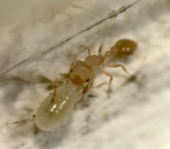 Cardiocondyla wroughtonii