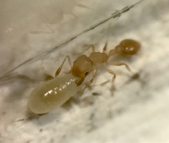 Cardiocondyla wroughtonii