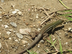 Aspidoscelis costatus