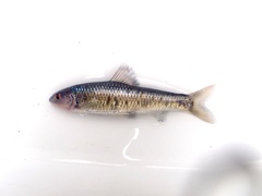 Sarcocheilichthys variegatus