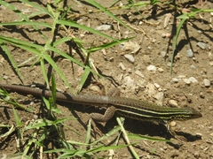 Aspidoscelis costatus