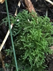 Lepidoziaceae