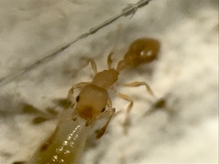Cardiocondyla wroughtonii