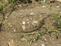 Aspidoscelis costatus