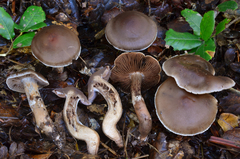 Cortinarius cisqhale