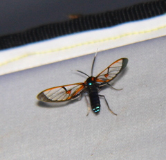 Cosmosoma joavana