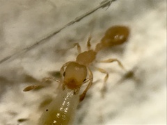 Cardiocondyla wroughtonii