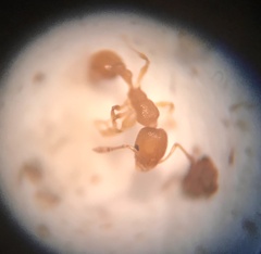 Cardiocondyla wroughtonii