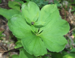 Paris verticillata