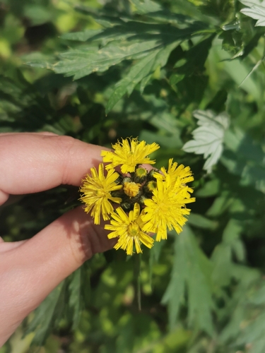 Image of Pilosella floribunda by (c) Валерия Ковалева, some rights reserved (CC BY)