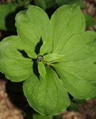 Paris verticillata