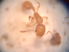 Cardiocondyla wroughtonii