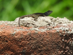 Sceloporus torquatus