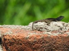 Sceloporus torquatus